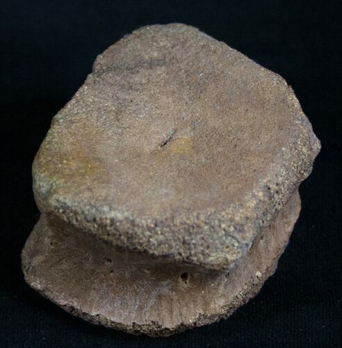 Nicely Preserved Ornithischian Dinosaur Vertebrae #8451